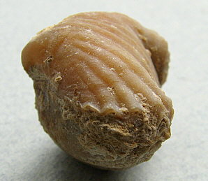 Stenoscisma gjelis Lazarev, 1975