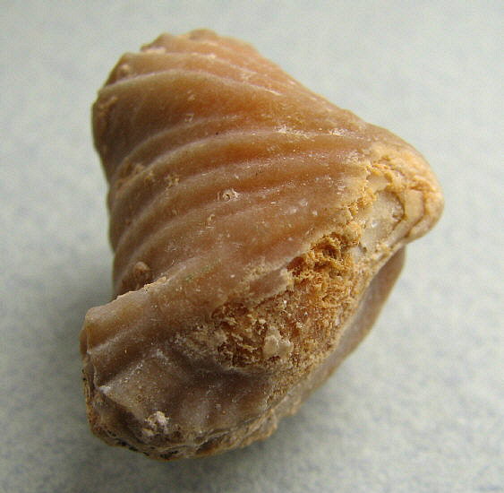 Stenoscisma gjelis Lazarev, 1975