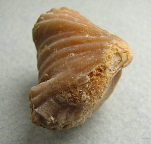 Stenoscisma gjelis Lazarev, 1975