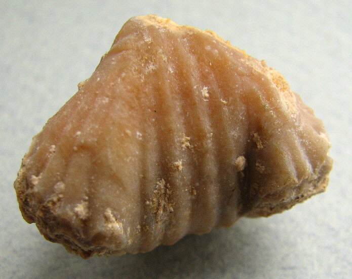 Stenoscisma gjelis Lazarev, 1975