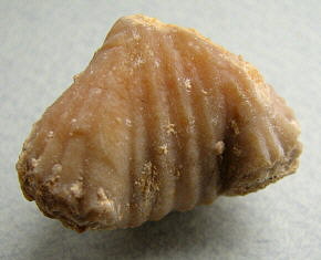 Stenoscisma gjelis Lazarev, 1975