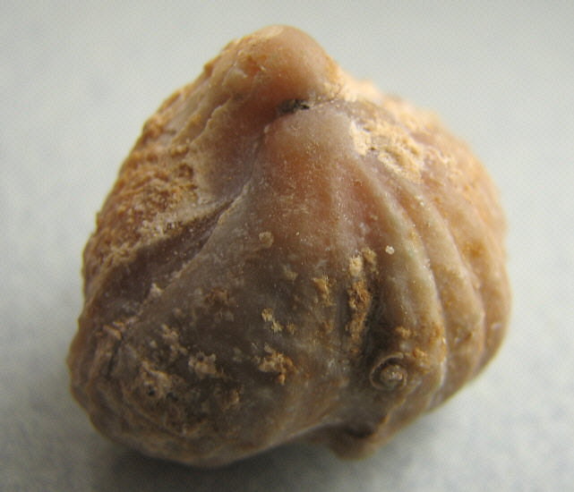 Stenoscisma gjelis Lazarev, 1975