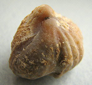 Stenoscisma gjelis Lazarev, 1975