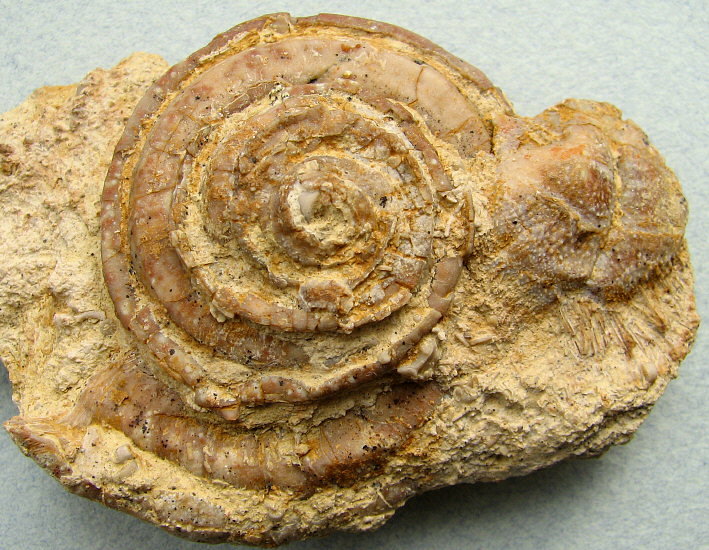 Omphalotrochus and Parajuresania