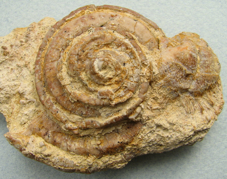 Omphalotrochus and Parajuresania