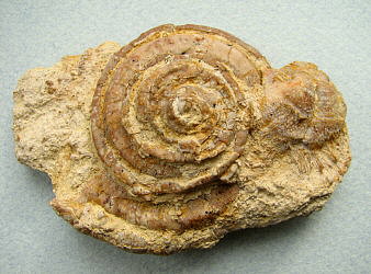 Omphalotrochus and Parajuresania