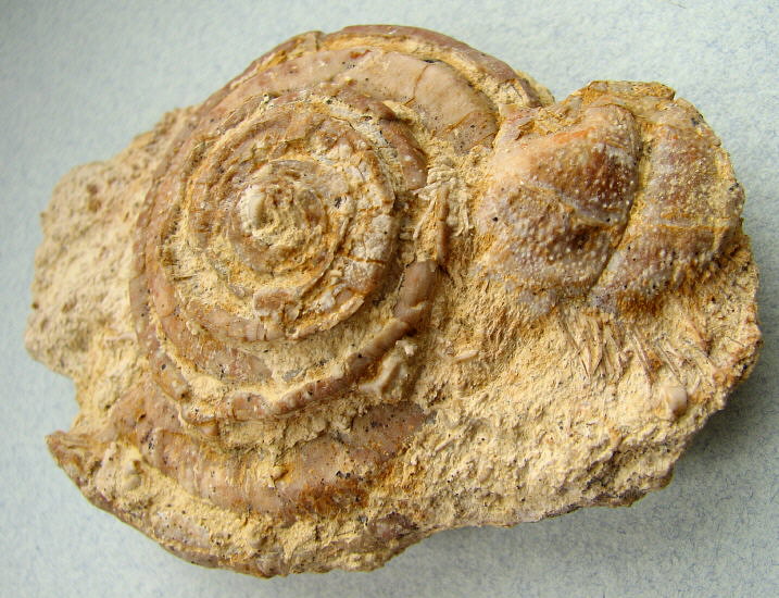 Omphalotrochus and Parajuresania