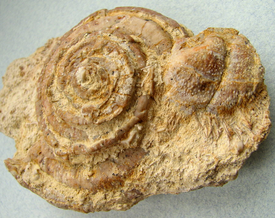 Omphalotrochus and Parajuresania