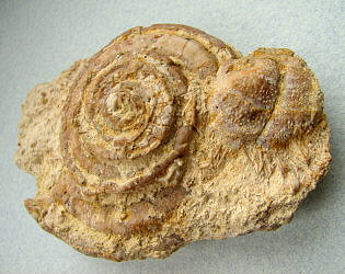 Omphalotrochus and Parajuresania