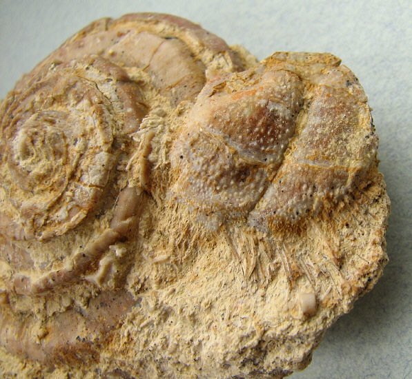 Omphalotrochus and Parajuresania
