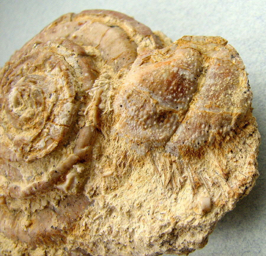 Omphalotrochus and Parajuresania