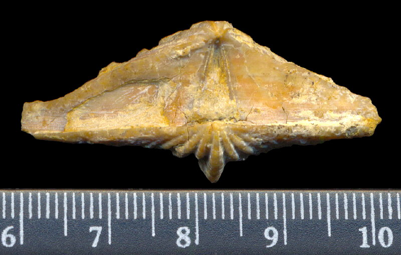 Laioporella modesta Ivanova