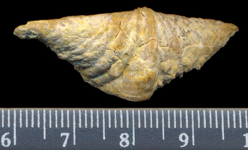 Laioporella modesta Ivanova