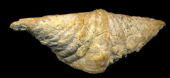 Laioporella modesta Ivanova