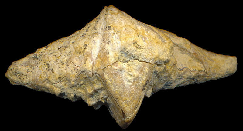 Laioporella modesta Ivanova