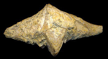 Laioporella modesta Ivanova