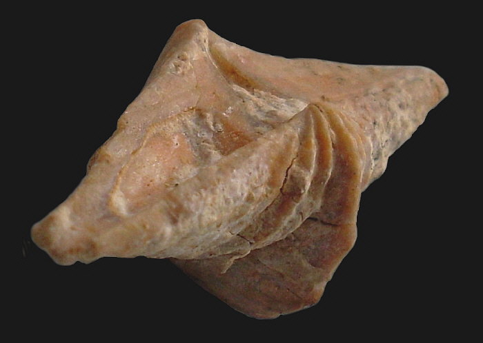 Laioporella modesta Ivanova