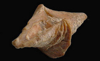 Laioporella modesta Ivanova