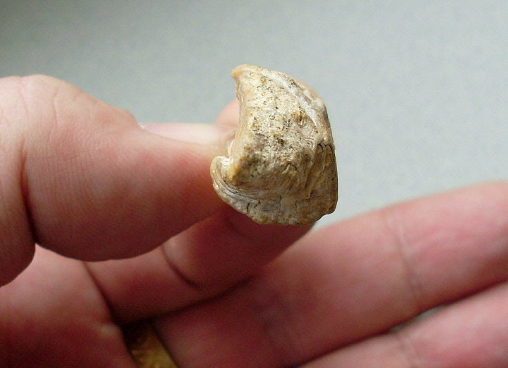 Laioporella modesta Ivanova