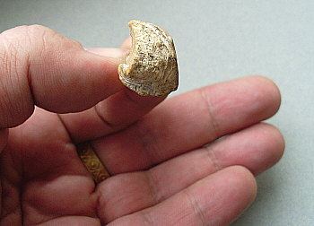 Laioporella modesta Ivanova