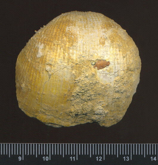 Admoskovia inflatiformis