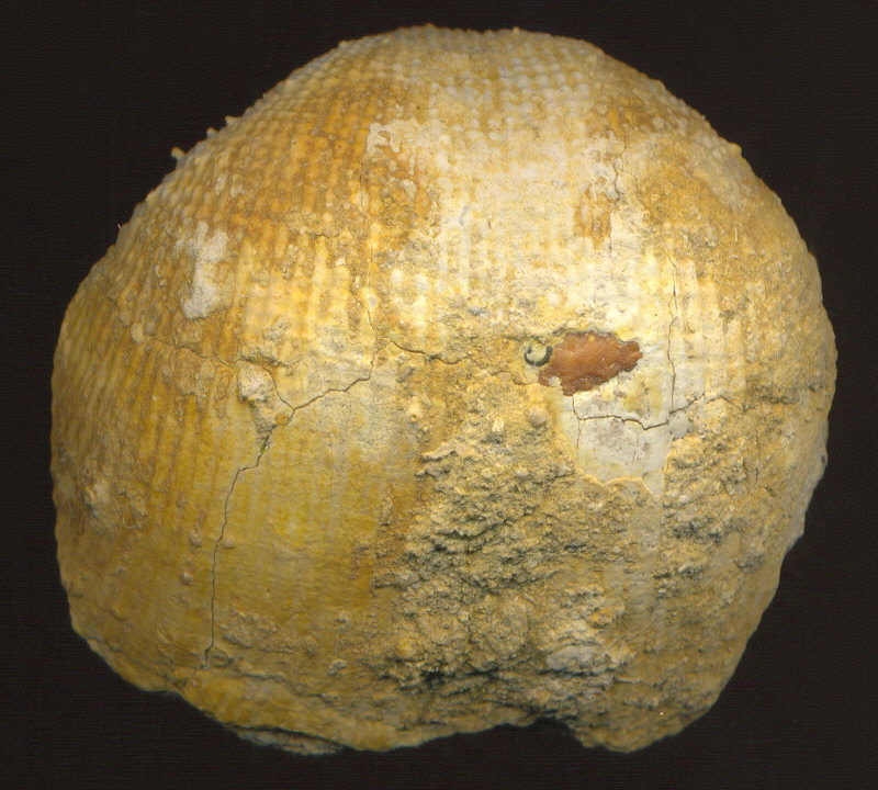 Admoskovia inflatiformis