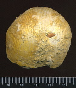 Admoskovia inflatiformis