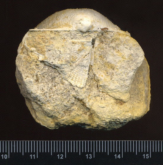 Admoskovia inflatiformis