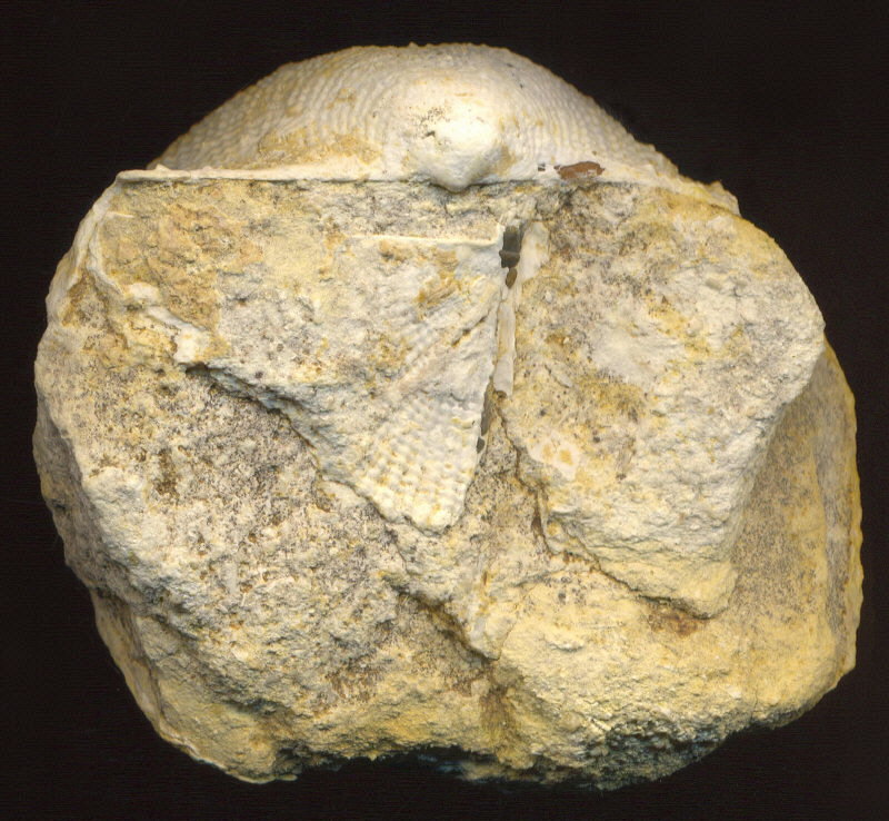 Admoskovia inflatiformis