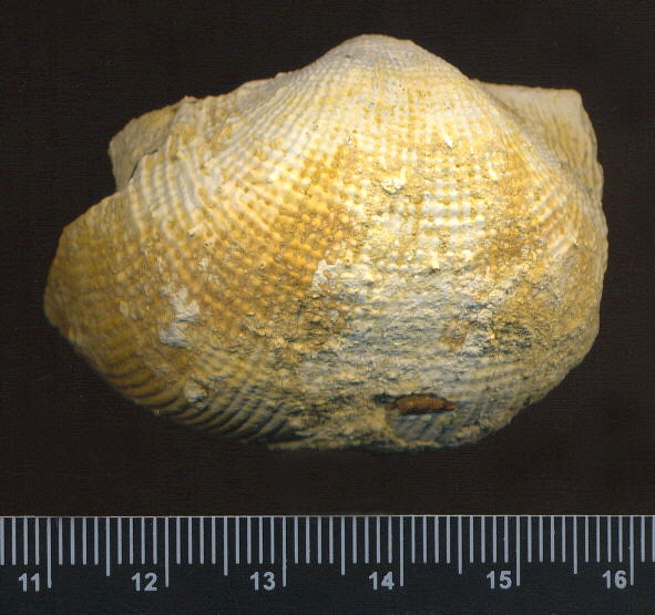 Admoskovia inflatiformis