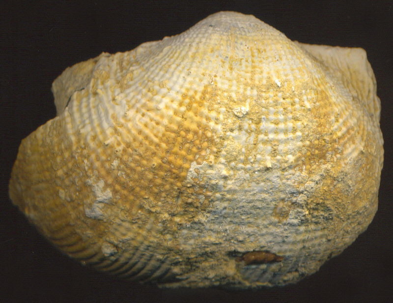 Admoskovia inflatiformis
