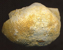 Admoskovia inflatiformis