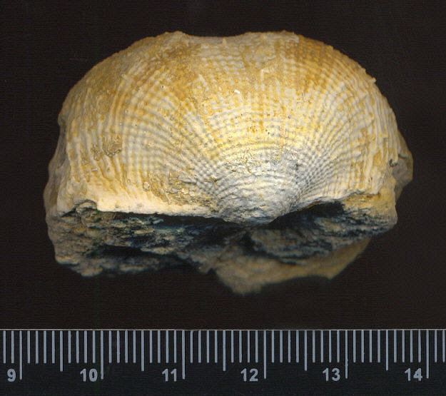 Admoskovia inflatiformis