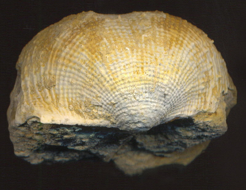 Admoskovia inflatiformis