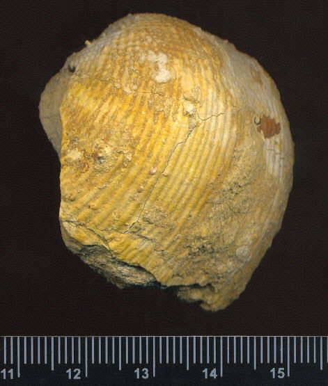 Admoskovia inflatiformis