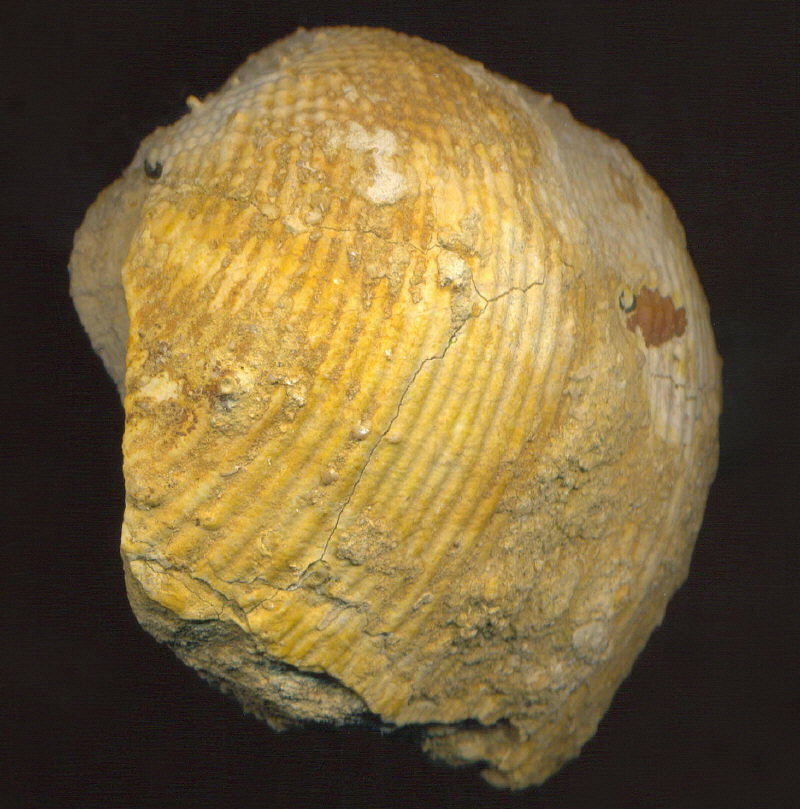 Admoskovia inflatiformis
