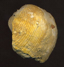 Admoskovia inflatiformis