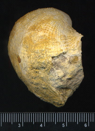Admoskovia inflatiformis