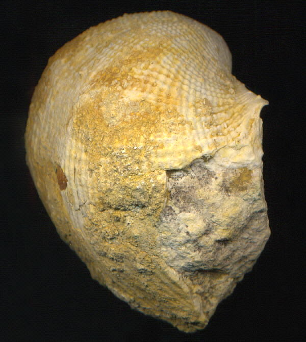 Admoskovia inflatiformis