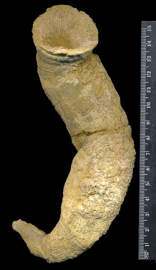 Gshelia rouilleri Stuckenberg, 1888