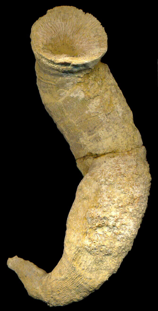 Gshelia rouilleri Stuckenberg, 1888