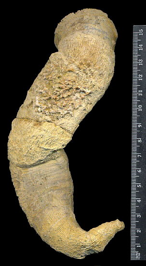 Gshelia rouilleri Stuckenberg, 1888