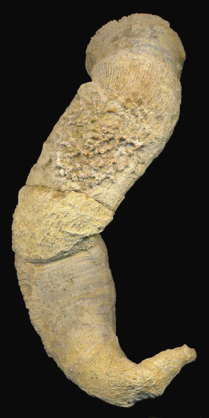 Gshelia rouilleri Stuckenberg, 1888