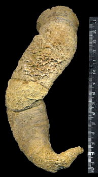 Gshelia rouilleri Stuckenberg, 1888