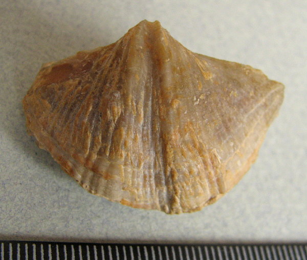 Neospirifer cameratus Morton