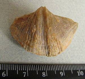 Neospirifer cameratus Morton