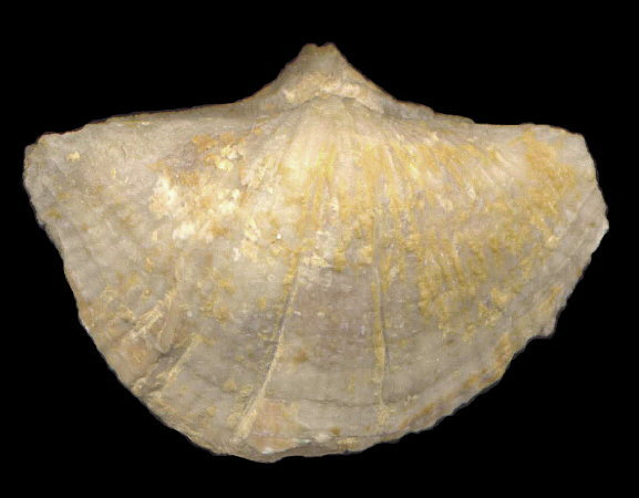 Neospirifer cameratus Morton