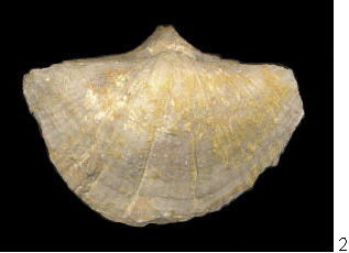 Neospirifer cameratus Morton