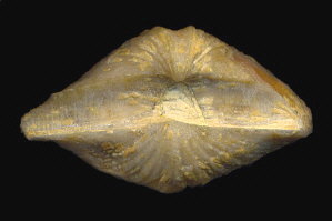 Neospirifer cameratus Morton