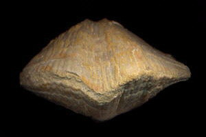 Neospirifer cameratus Morton